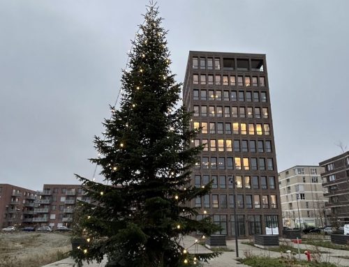 Weihnachtliche Tradition der OPATZ Group: 15 festlich beleuchtete Tannen für eine stimmungsvolle Adventszeit